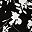 Black White Floral
