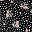 Black Floral