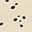 Cream White Dots