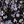 Black Purple