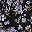 Black Purple
