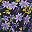 Purple Black