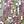 Silver Pinks