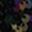 Black Rainbow
