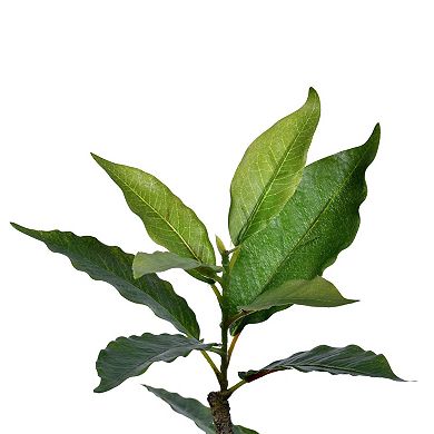 Vickerman Potted Artificial Green Nandina Tree Floor Decor