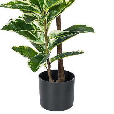 Vickerman 50" Artificial Potted Dieffenbachia.