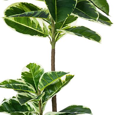 Vickerman 50" Artificial Potted Dieffenbachia.