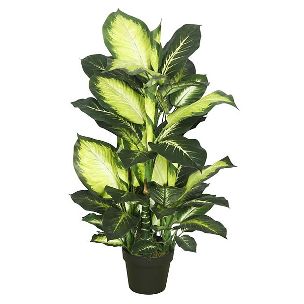 burle marx philodendron indoor care Philodendron Burle Marx | Rare Indoor Plants