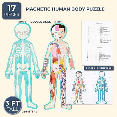 Magnetic Human Body Puzzle for Kids, Double Sided (3 ft, 17 Pieces)
