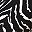 Black Zebra