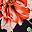 Black Red Floral