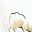 White Flower
