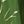 Deep Green