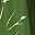 Deep Green