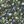 Black Green