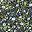 Black Green