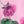 Pink Purple Floral