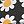 Black Daisy