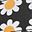 Black Daisy