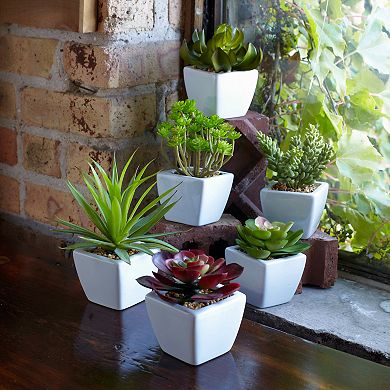 Melrose Assorted Succulent in Traditional White Pot - Set of 6