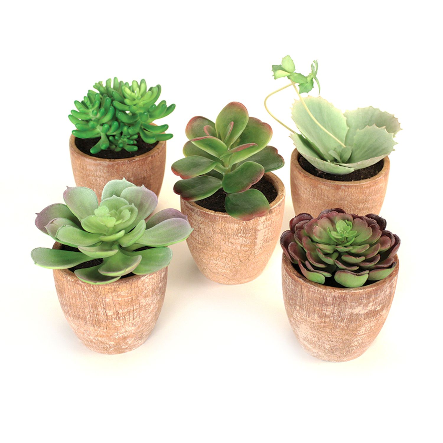 Juvale 10-Pack 2-Inch Mini Terracotta Pots with Drainage Holes for  Succulents, Plants, Herbs, and Flowers, Small Clay Pot Planters