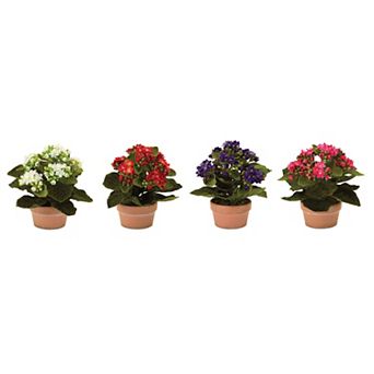 Melrose Assorted Kalanchoe Flower in Terra Cotta Pots 4 pc Set