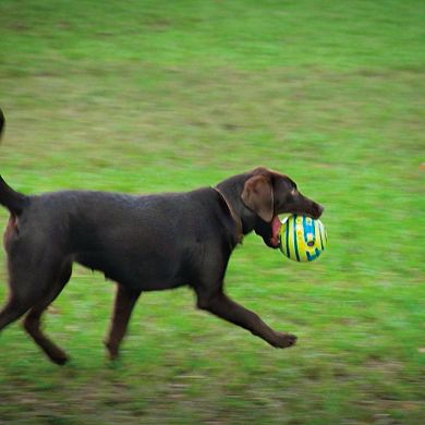 Pet Knows Best Wobble Wag Giggle Interactive Dog Toy