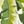 Palm Leaves White