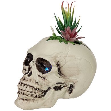 Northlight LED Faux Succulent Halloween Skull Planter Table Decor