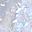 Silver Holographic