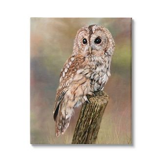 Stupell Home Decor Brown Tawny Owl Perched Painting Canvas Wall Art