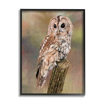 Stupell Home Decor Brown Tawny Owl Perched Painting Framed Wall Art