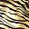 Tiger Shiner
