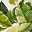 Palm Leaves White