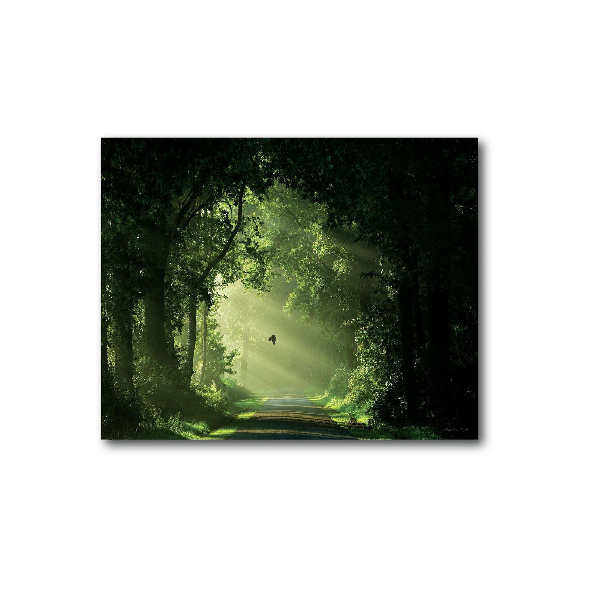 COURTSIDE MARKET Emerald Forest Canvas Wall Art, Multi