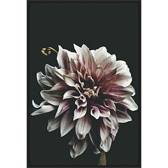 Amanti Art Dazed Dahlia by Beatrice Kiss Framed Canvas Wall Art Print