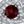 Garnet