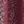 Sadie Burgundy