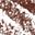 Rich Brown