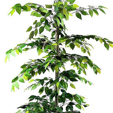 Designs by Lauren Clipped Ficus Tree