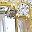 Gold Tone White