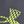 Grey W Green Citrine