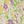 Yellow Purple