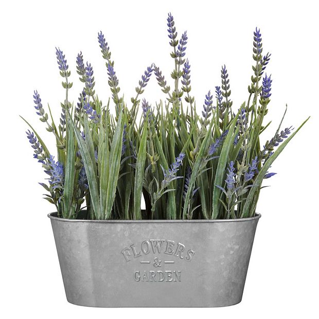where can i buy a lavender plant near me Phenomenal Lavender Plants For Sale main image 1