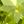 Peridot
