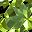 Peridot