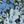Blue Flowers