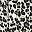Leopard White
