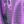Purple 1