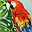 Parrot Palm